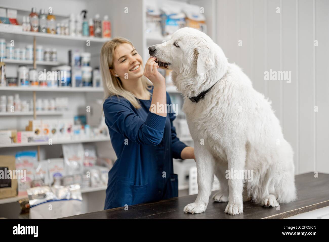 Veterinary femenino con perro blanco grande sentado en la recepción en la clínica veterinaria mientras que asistente da un regalo a la mascota . Cuidado y tratamiento de mascotas Foto de stock