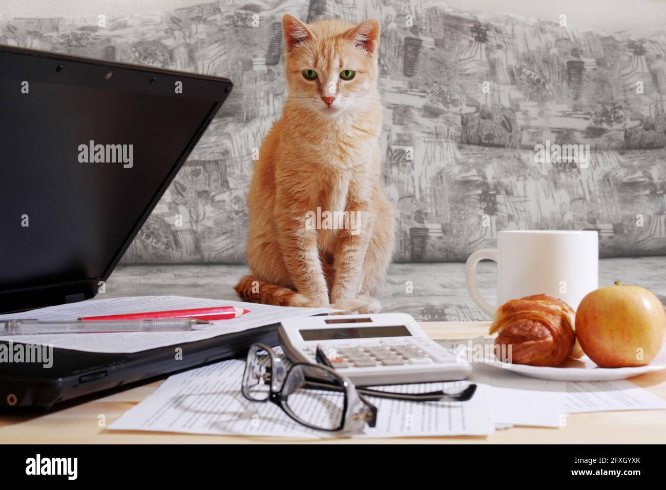 ginger gato mirando desde el sofá al ordenador portátil y los documentos de  trabajo sobre la mesa, trabajando desde el concepto de hogar Fotografía de  stock - Alamy