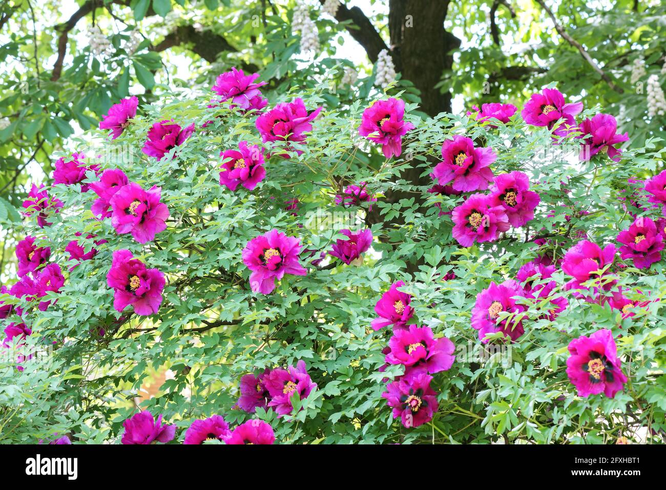 La peonía arbórea (Paeonia x suffruticosa), o semisácar, es una especie híbrida perteneciente al género peony de la familia peonica. Foto de stock