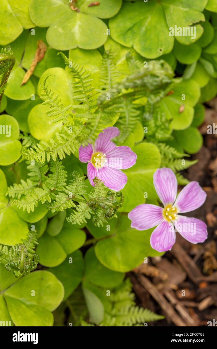 Oxalis orégano, el sorrel de la secoya en primavera, retrato natural de