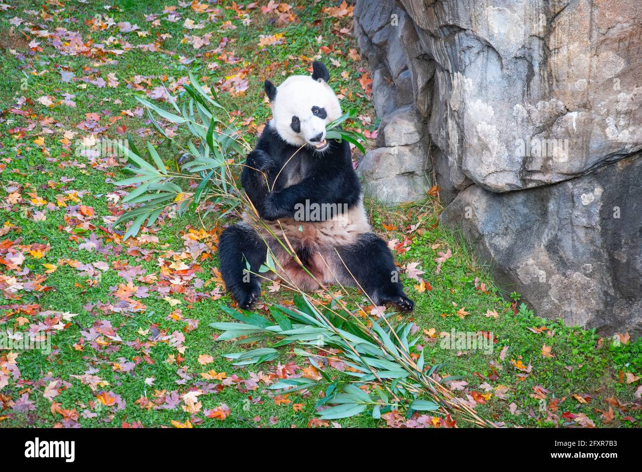 Bei Bei el panda gigante come bambú en su recinto en el zoológico nacional Smithsonian en Washington DC, Estados Unidos de América, Norteamérica Foto de stock