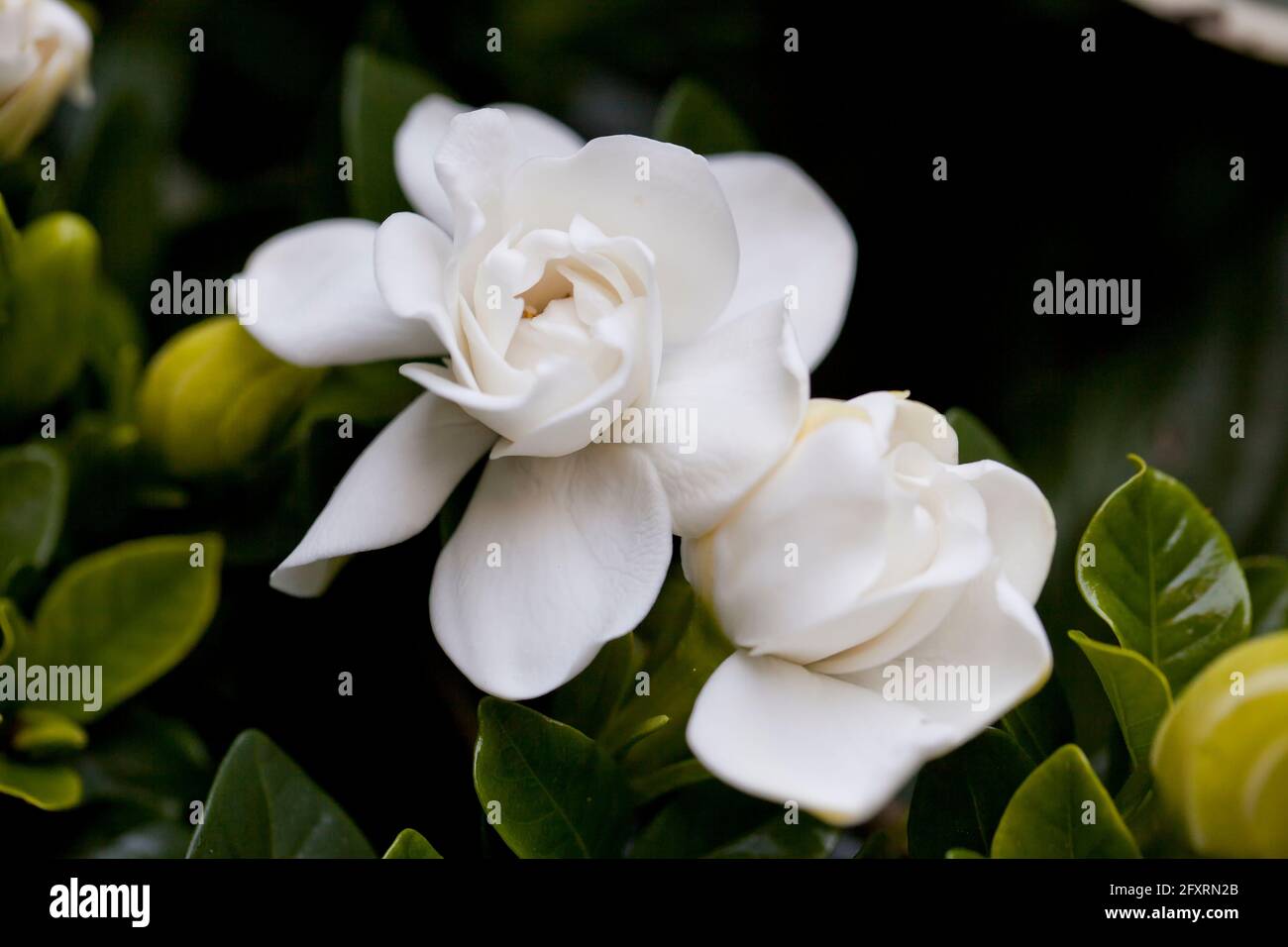 Fragantes flores blancas de la gardenia, jazmín del cabo aka, cabo  jessamine, danh-danh (Gardenia jasminoides Fotografía de stock - Alamy