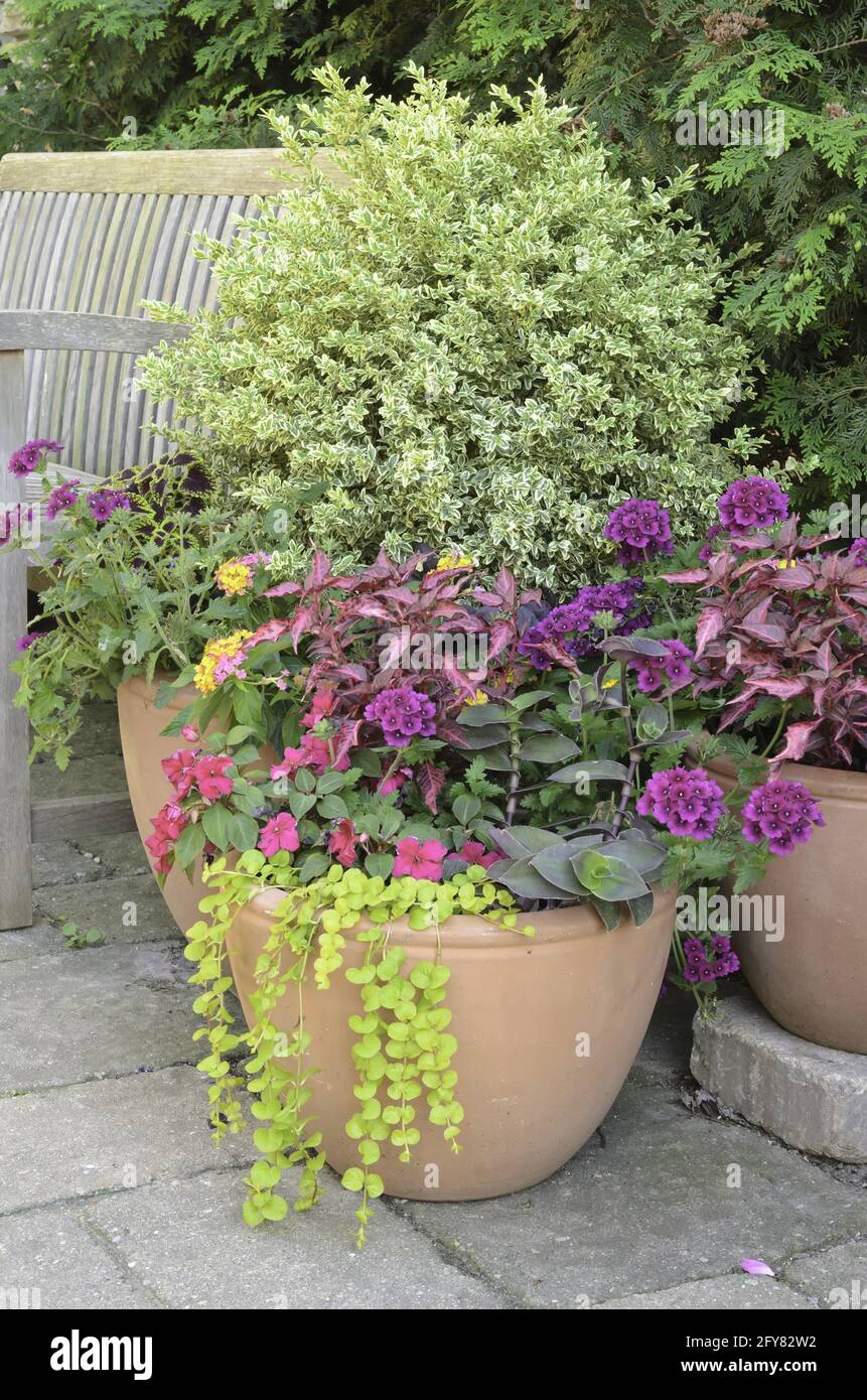 Disposición de plantas y flores en el jardín de primavera; Shutterstock ID 143691901 Foto de stock