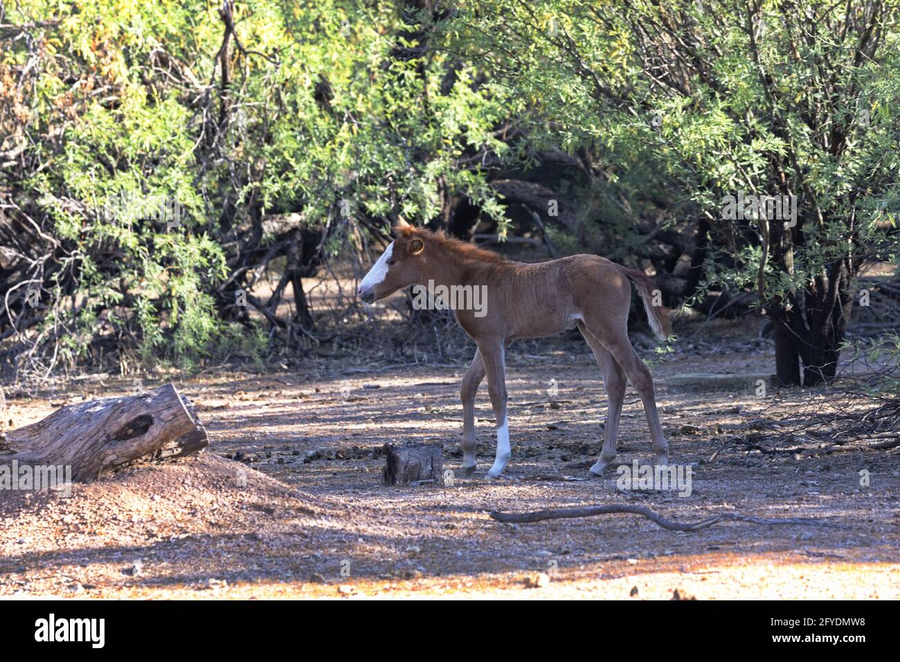 El caballo salvaje del bebé, miembro joven de la manada de Salt River, camina a la sombra entre los árboles mezquite del Bosque Nacional Tonto en Arizona. Foto de stock