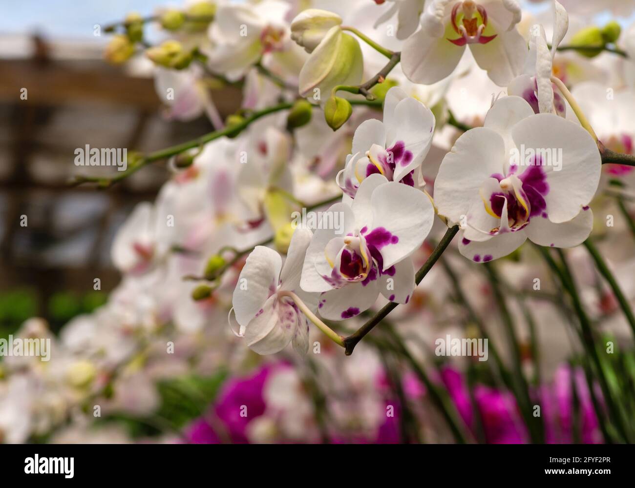 Orquídeas de la Moth Blanca (Phalaenopsis amabilis), comúnmente conocida  como la orquídea de la luna, una especie de planta con flores en la familia  de orquídeas Orchidaceae Fotografía de stock - Alamy