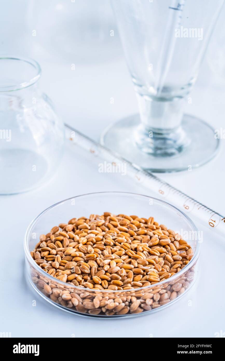 Laboratorio de investigación agroalimentaria. Granos de trigo en un plato de Petri. Foto de stock