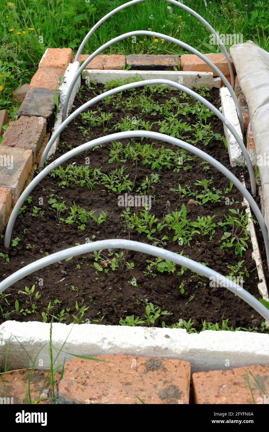 Interior del invernadero pequeño con el crecimiento de las plantas de  tomate, semilleros, etc Fotografía de stock - Alamy