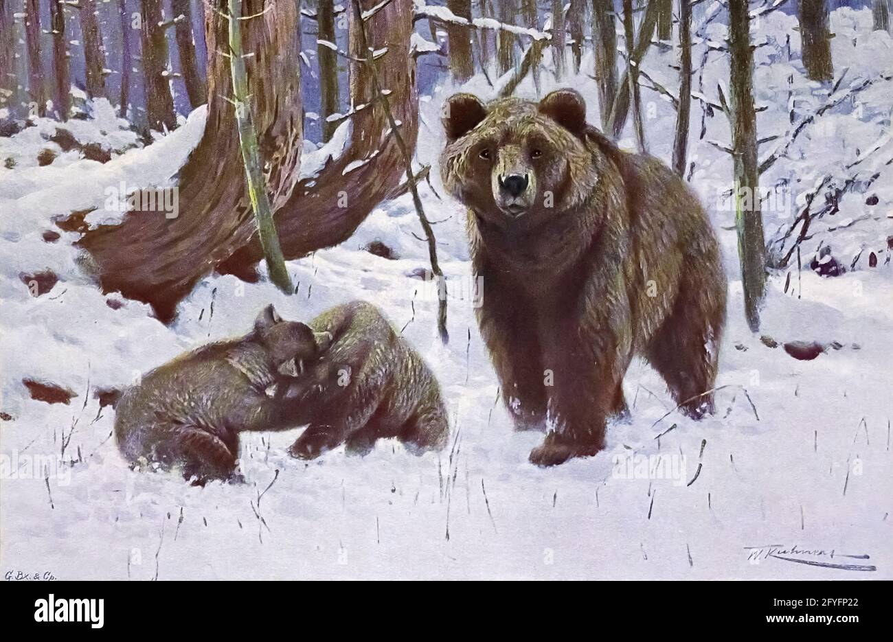 El oso pardo (Ursus arctos aquí como Ursus arctus) es una especie de oso grande que se encuentra a través de Eurasia y Norteamérica. En América del Norte, las poblaciones de osos pardos se llaman osos grizzly, mientras que la subespecie que habita en las islas Kodiak de Alaska se conoce como el oso Kodiak. Es uno de los miembros terrestres vivos más grandes de la orden Carnivora, rivalizado en tamaño solamente por su pariente más cercano, el oso polar (Ursus maritimus), que es mucho menos variable en tamaño y ligeramente mayor en promedio.[3][4][5][6][7] La gama del oso marrón incluye partes de Rusia, Asia Central, China, Canadá, Canadá, Foto de stock