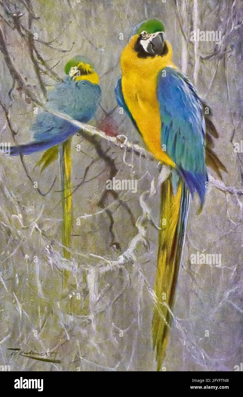 Guacamaya dibujo fotografías e imágenes de alta resolución - Alamy Guacamaya dibujo fotografías e imágenes de alta resolución - Alamy