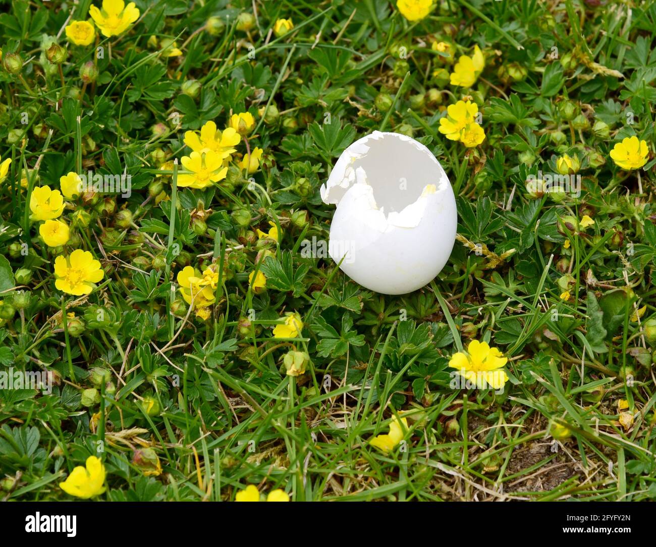 paisaje primaveral con huevo de pájaro eclosionado sobre una hierba césped con flores de buttercup Foto de stock