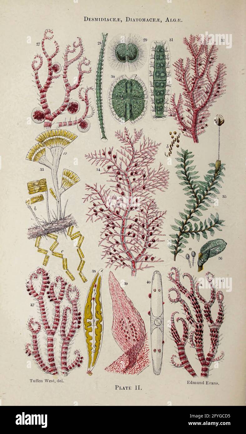 Microscopía de plantas y hongos. Arte del siglo 19th de detalles  microscópicos de hongos, algas y líquenes visto bajo un microscopio del  libro ' El microscopio : Su historia, construcción, y aplicación '