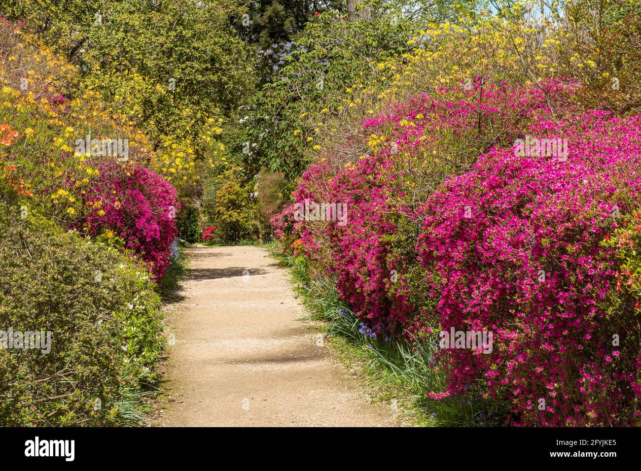 Coloridos arbustos en flor en Leonardslee Gardens en West Sussex, Inglaterra, Reino Unido, durante mayo o primavera Foto de stock