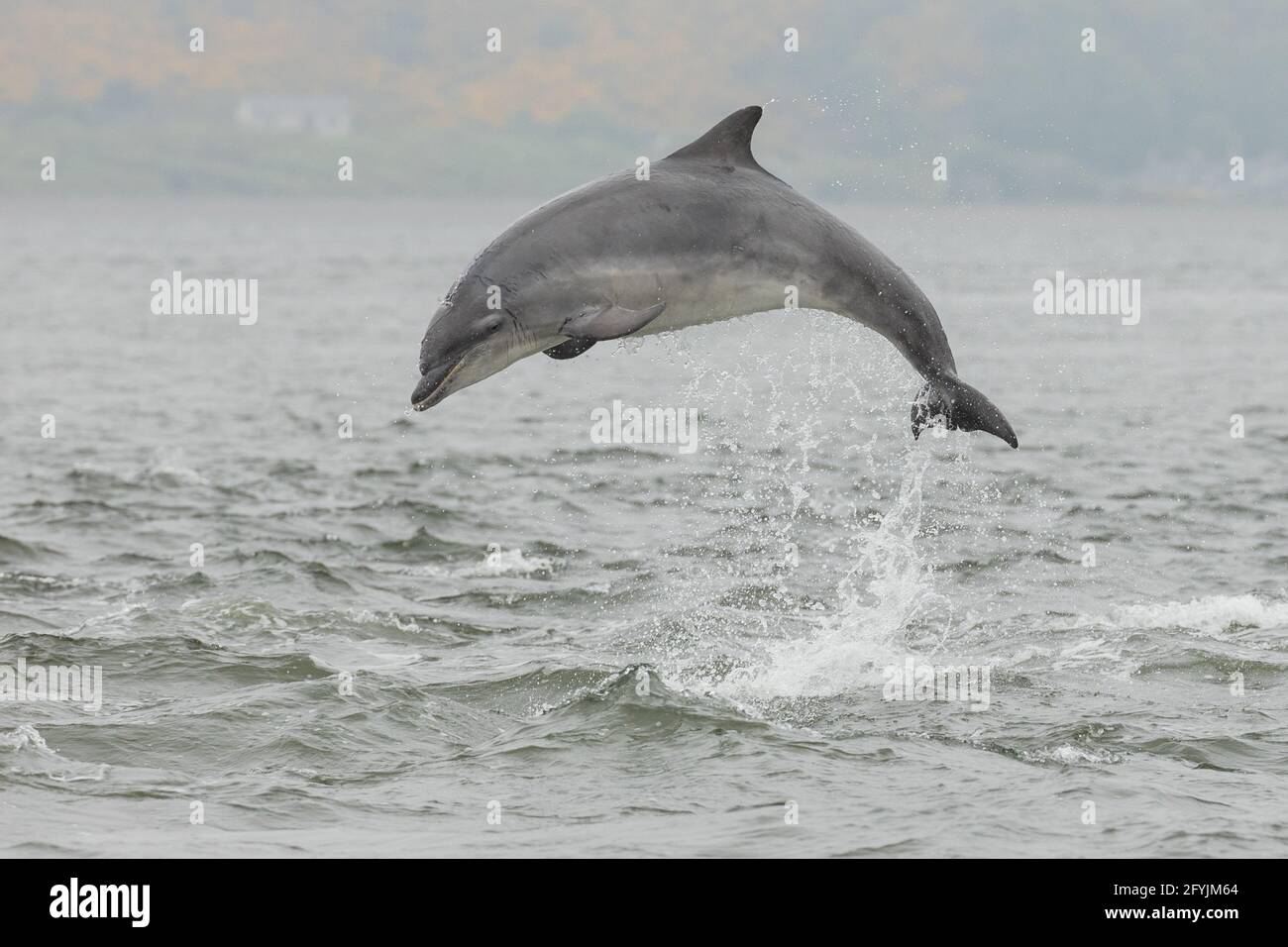 Delfín nariz de botella - Moray Población de primera Foto de stock