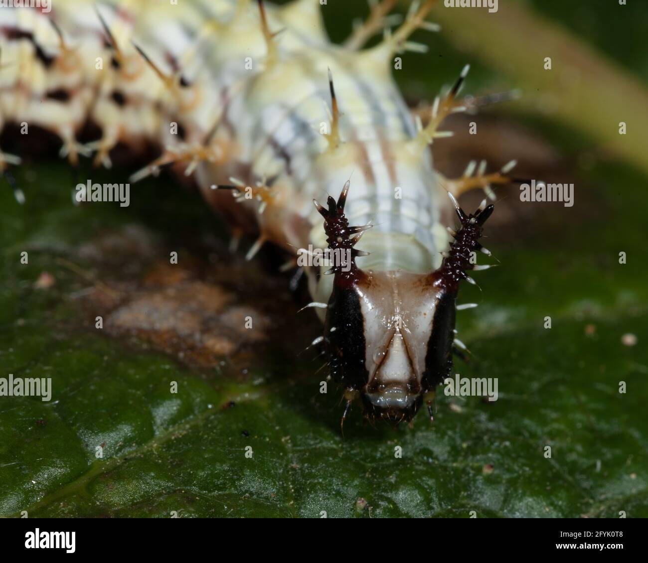 Una forma de oruga o larval de una mariposa de pie de pincel, Pycina zamba, que se encuentra en el bosque nuboso de Costa Rica. Foto de stock