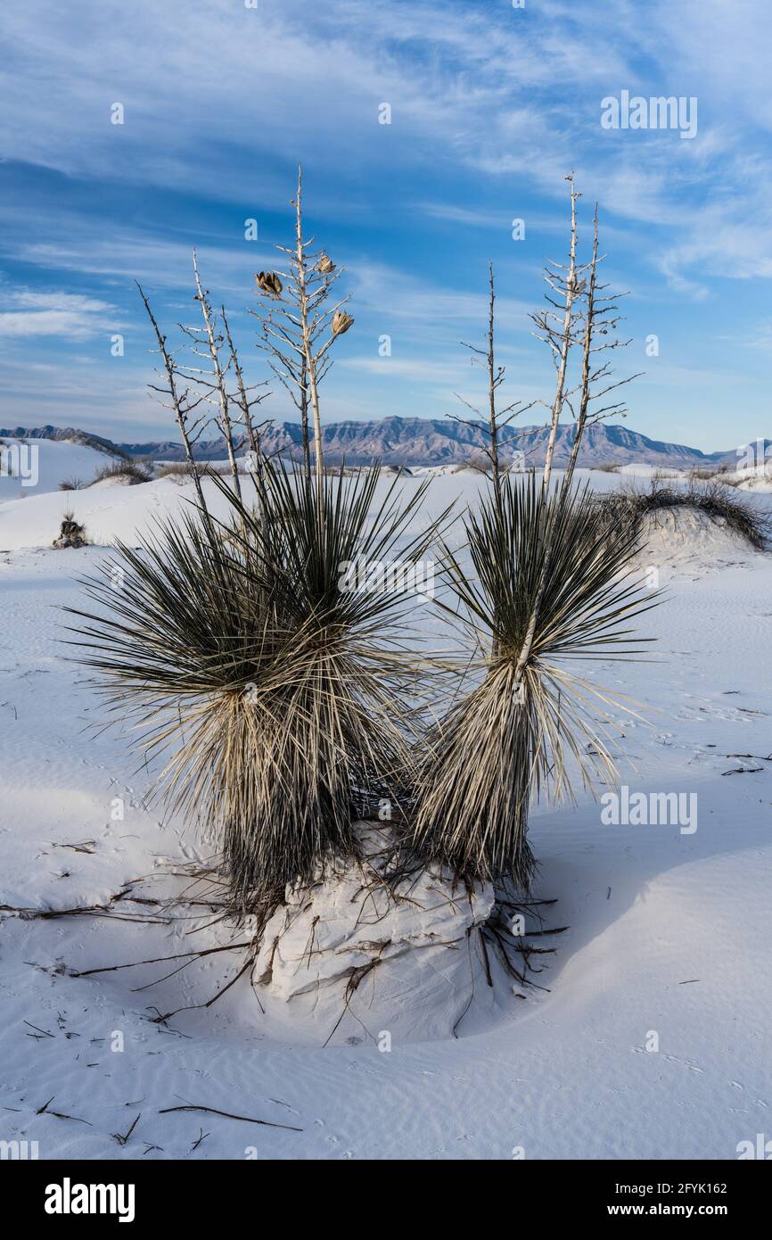 Yuca, yuca elata, con tallos de flores secas y vainas de semillas en las  dunas del Parque Nacional White Sands en Nuevo México Fotografía de stock -  Alamy