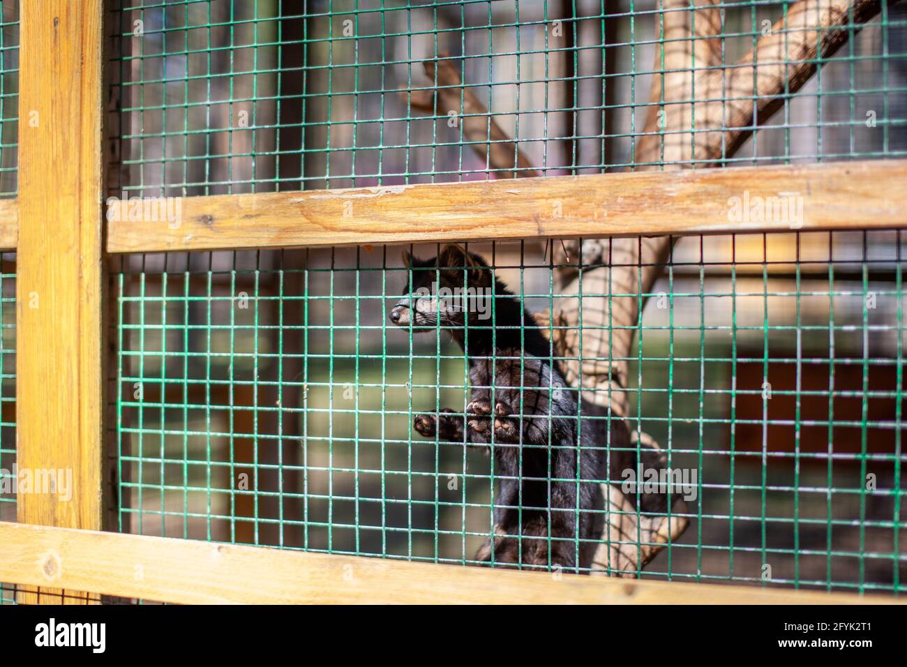 Pequeño animal negro europeo mink en una jaula, detrás de las barras. Foto de stock