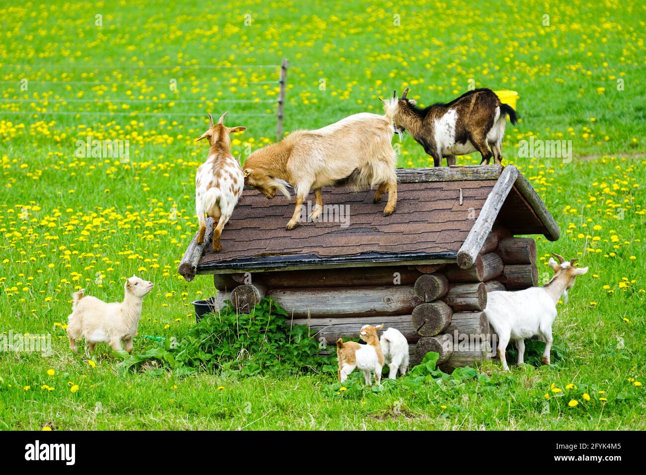 la familia de las cabras en la pastura floreciente que lucha por un lugar  en el techo de una pequeña cabaña Fotografía de stock - Alamy