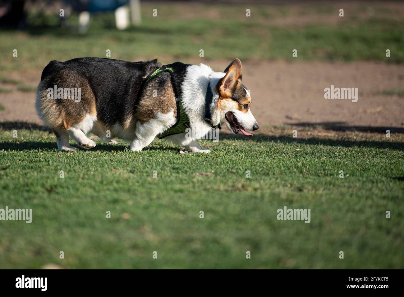 Perro de patas cortas fotografías e imágenes de alta resolución - Alamy