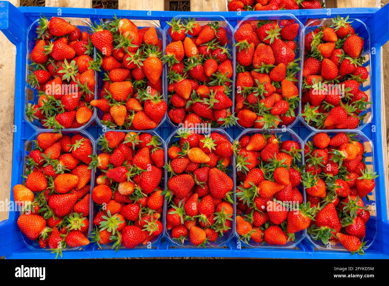 Ernte von Erdbeeren, Erdbeeranbau im Freiland, unter einem Folientunnel, junge Erdbeerpflanzen wachsen heran, in verschiedenen Reifegraden, bei Dorma Foto de stock