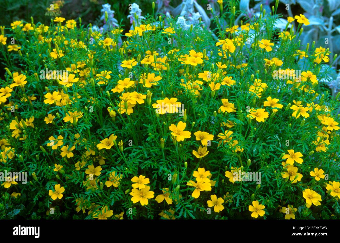 Tagetes , Marigold, Foto de stock