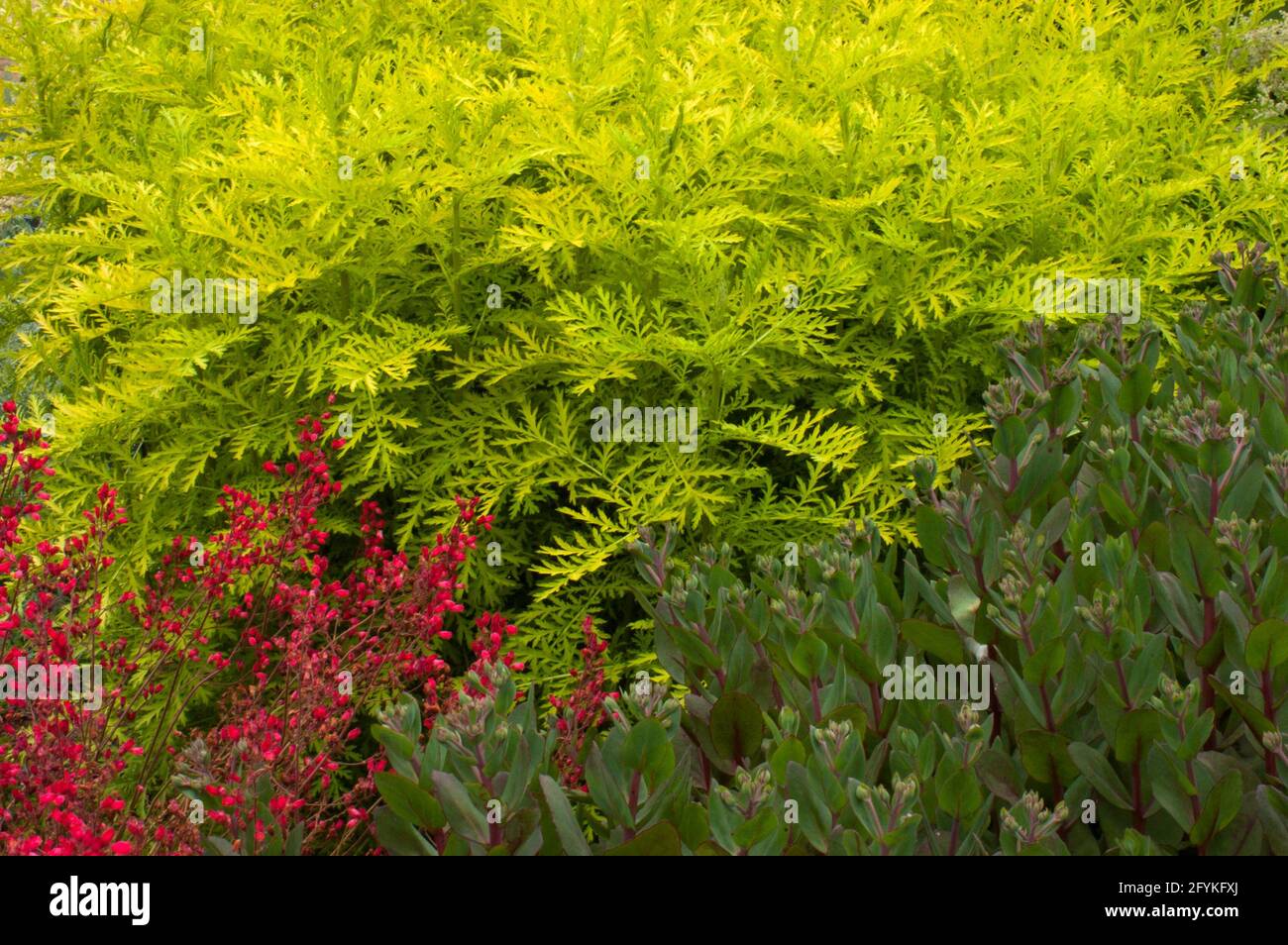 Tanacetum, vulgare, `isla de oro, con, campanas de coral,(Heuchera) , y sedum Foto de stock