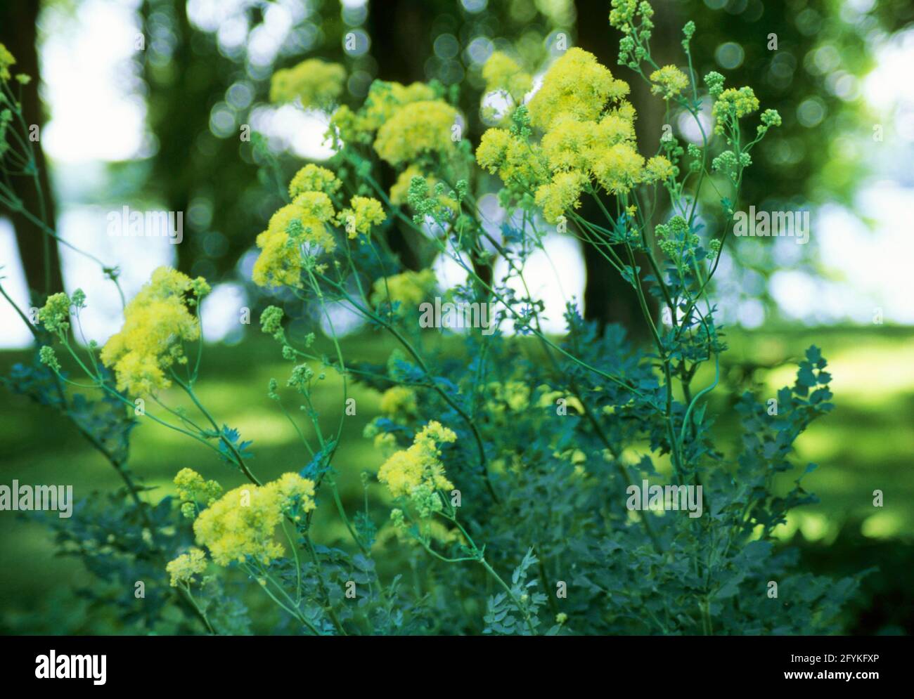 Thalictrum flavum , amarillo, (Meadow Rue) Foto de stock
