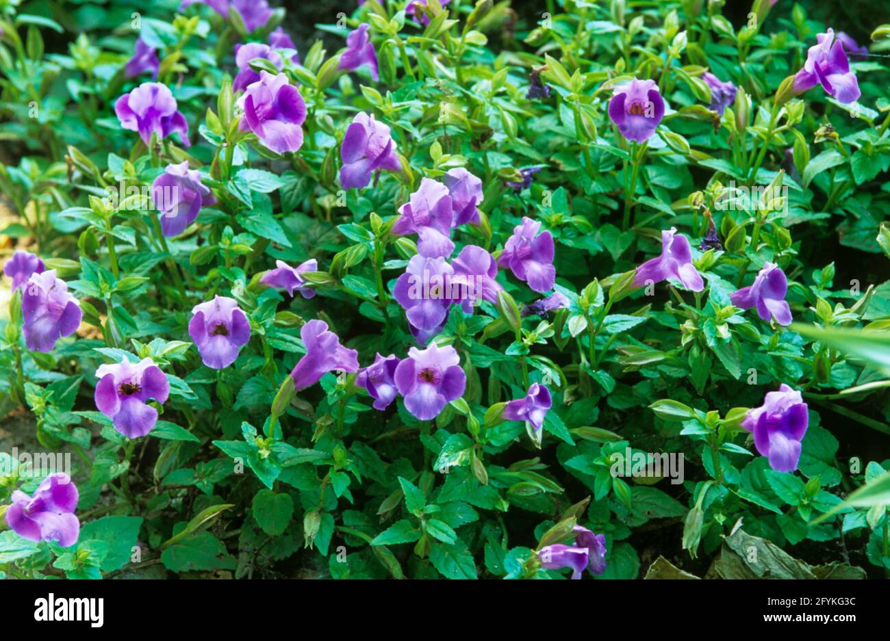 Torenia fournieri , flor de la horquilla, Foto de stock
