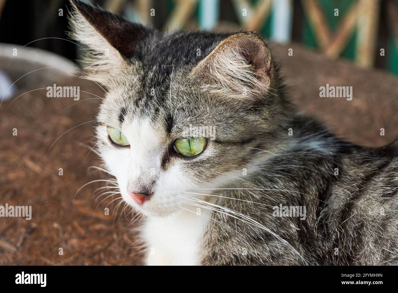 Gato sentado junto a la ventana y esperando comida. Foto de stock