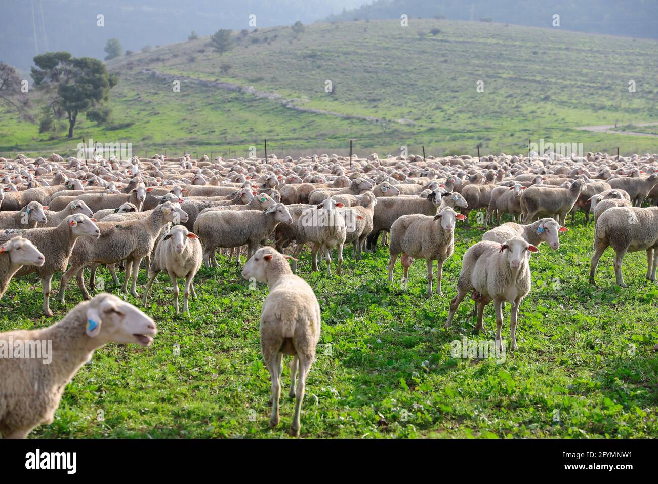 Rebaño de ovejas blancas pastando en un paisaje verde. Foto de stock