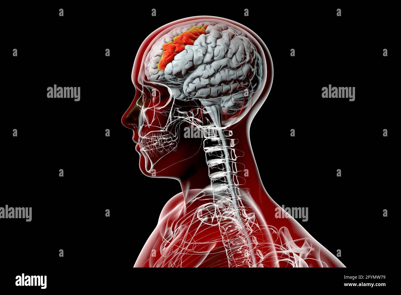 Cerebro con girus frontal central resaltado, ilustración Foto de stock