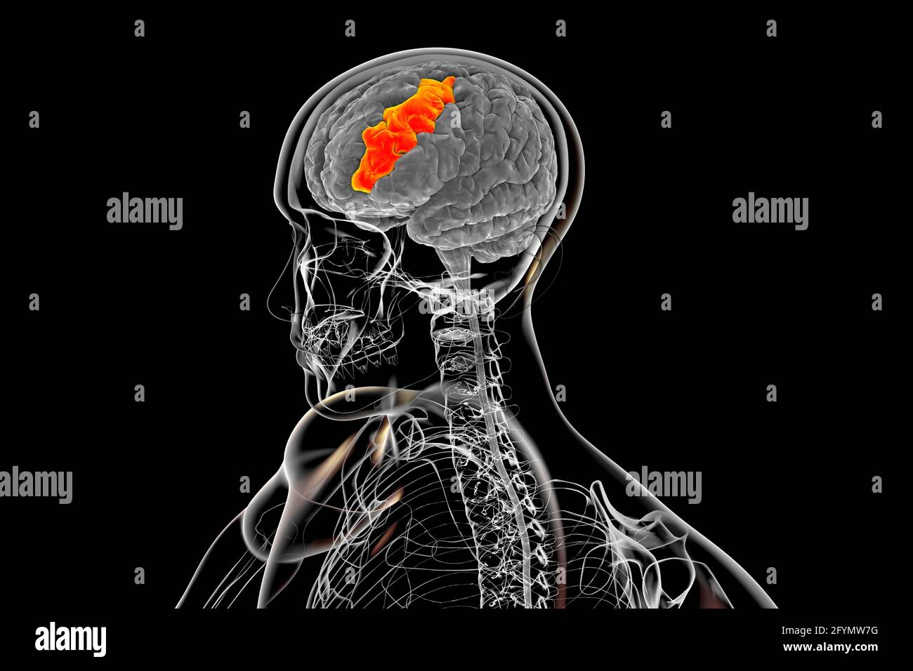 Cerebro con girus frontal central resaltado, ilustración Foto de stock