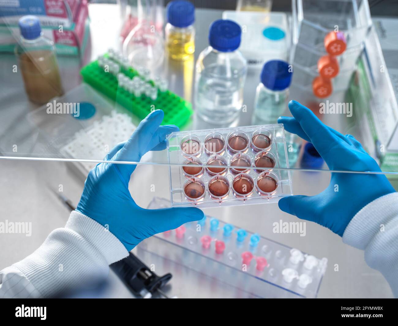 Investigación de biología celular Foto de stock