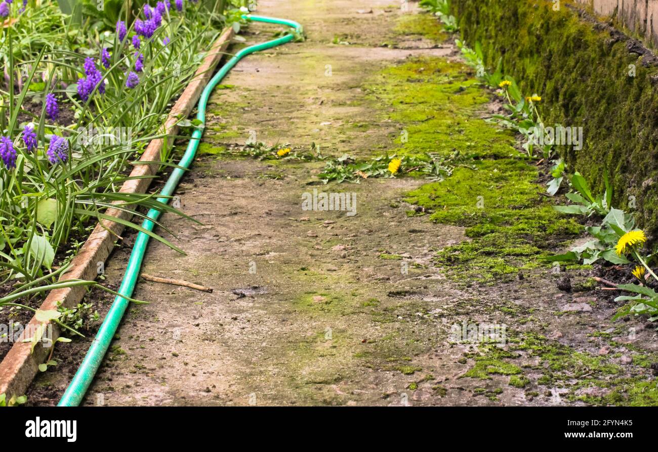 Camino de hormigón en un jardín, cubierto de musgo. Una manguera de riego verde se encuentra en el suelo. Planta de cuidado en el concepto de jardín. Jacinto de ratón, jacinto de uva Foto de stock
