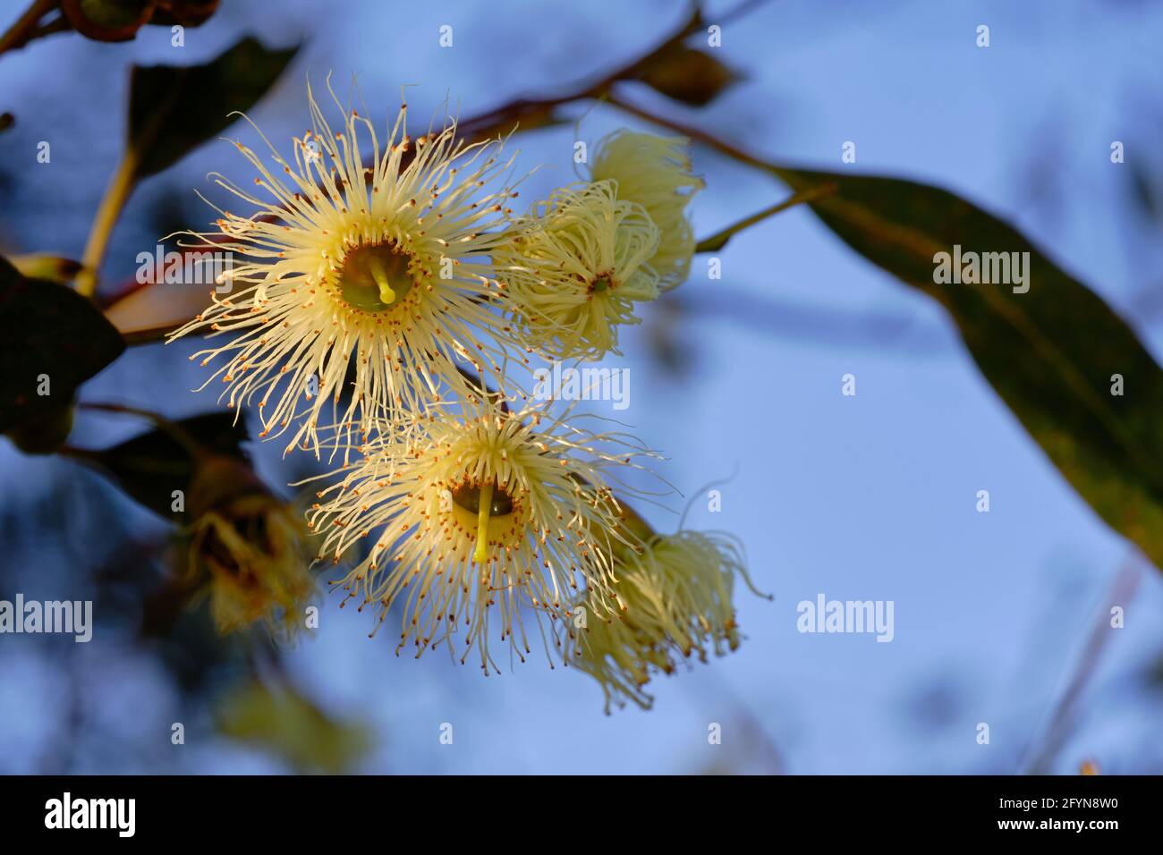 Flores de árbol de goma Foto de stock