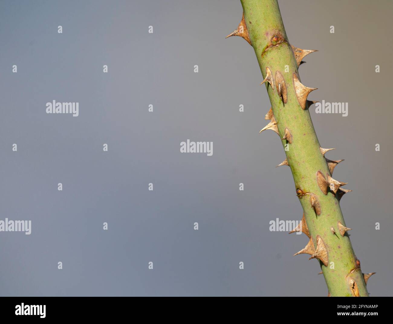 Detalle aislado de un tallo de planta con espinas afiladas y. un fondo borroso Foto de stock