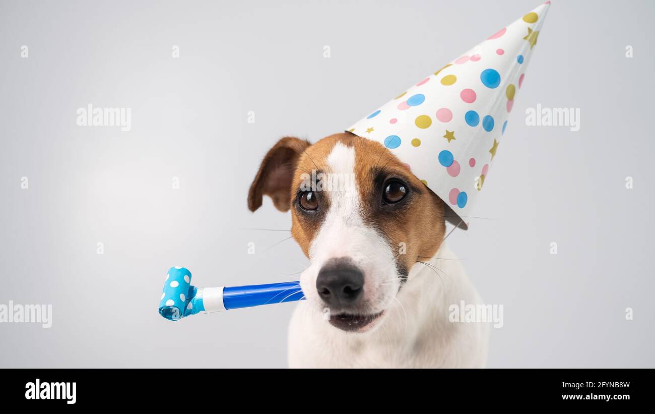 Silbato para perros fotografías e imágenes de alta resolución - Alamy