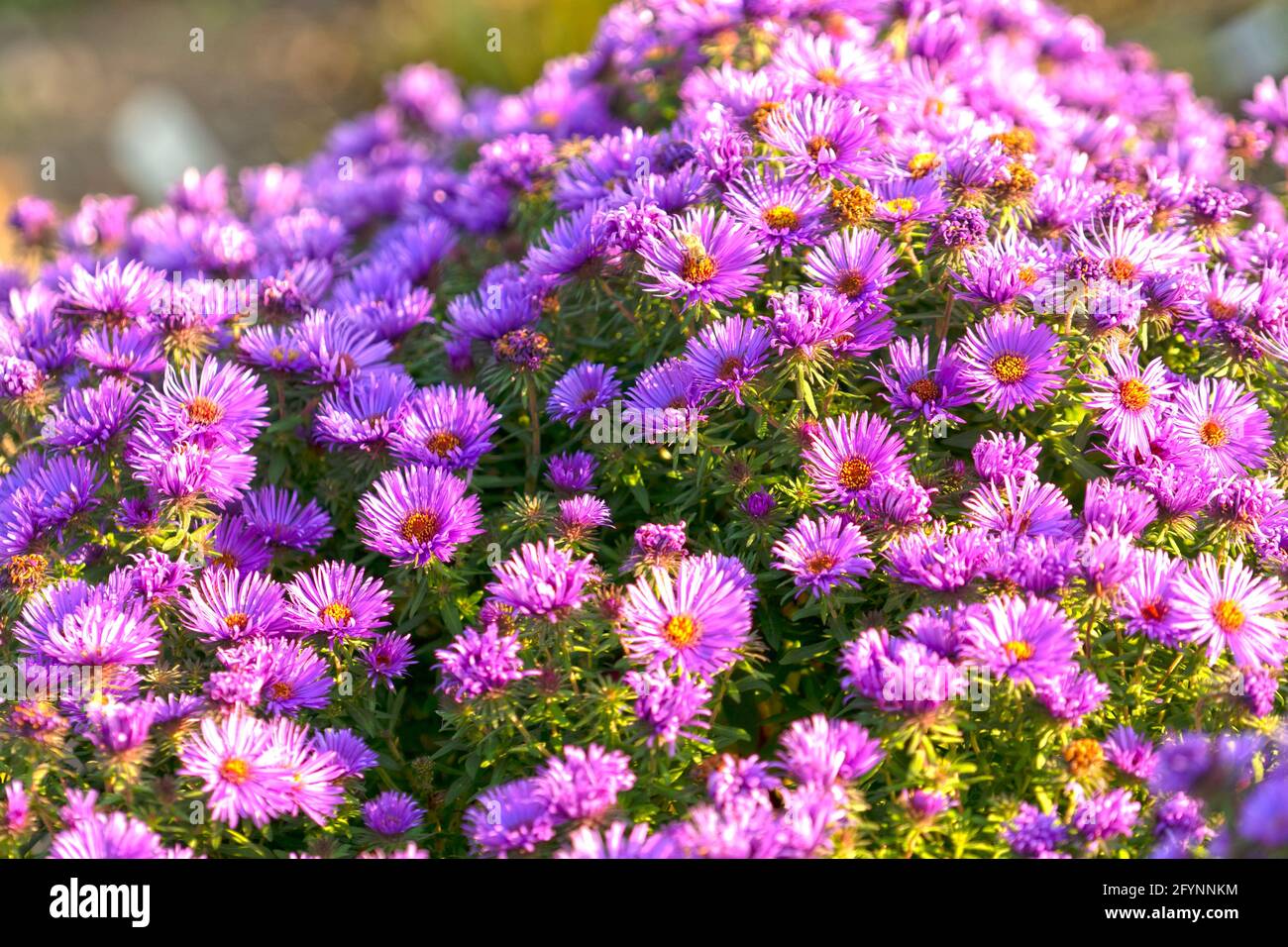 Fondo natural con flores moradas floreciendo de septiembre Fotografía de  stock - Alamy