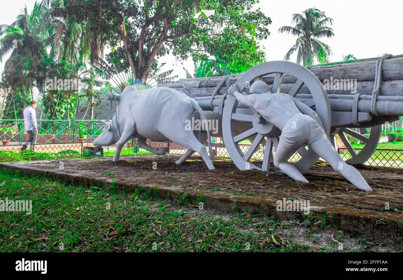 La estatura de la vaca tradicional capturé esta imagen el 5th de febrero de 2019 de Sonargaon, Bangladesh, Asia del Sur Foto de stock