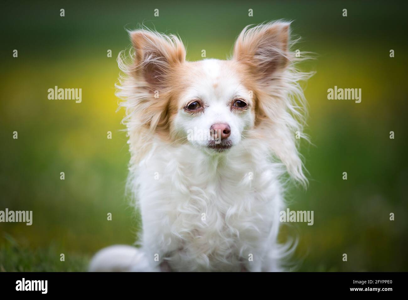 Viejo perro chihuahua Fotografía de stock - Alamy