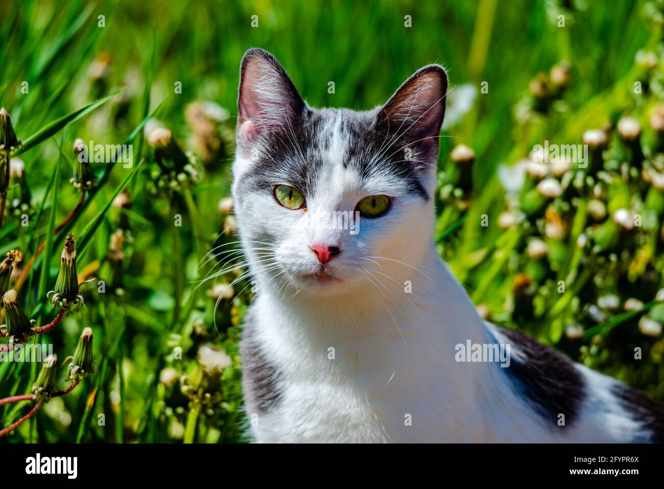 Gato en el soleado prado cálido día de primavera Foto de stock