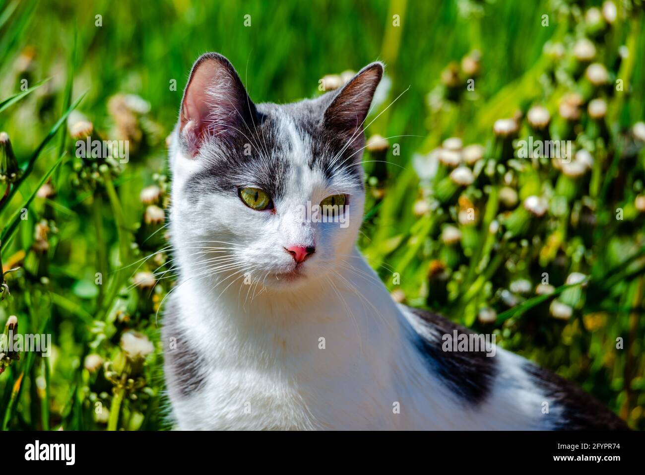 Gato en el soleado prado cálido día de primavera Foto de stock