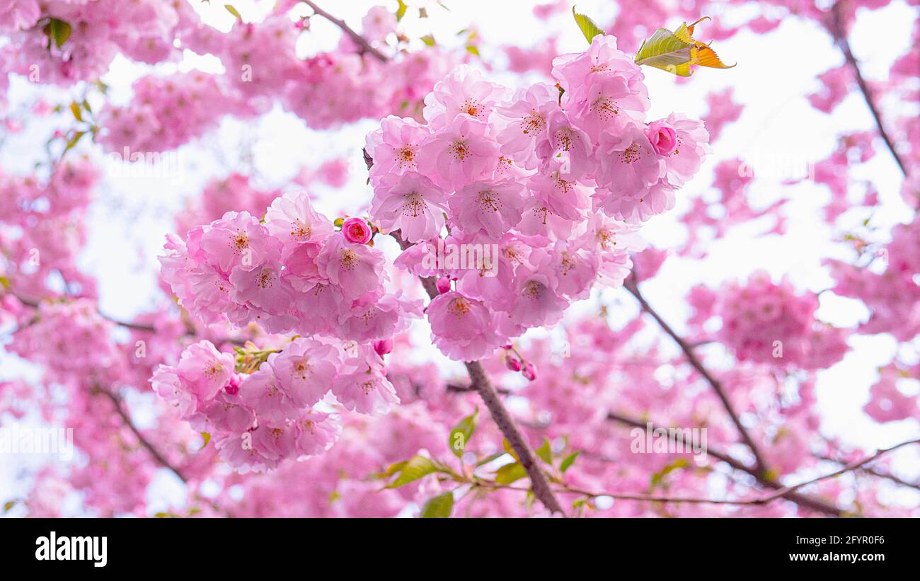 Hermosa flor rosa sakura en una rama de árbol, flor sakura, flor de  cerezos. Flores de cerezo primaveral Fotografía de stock - Alamy