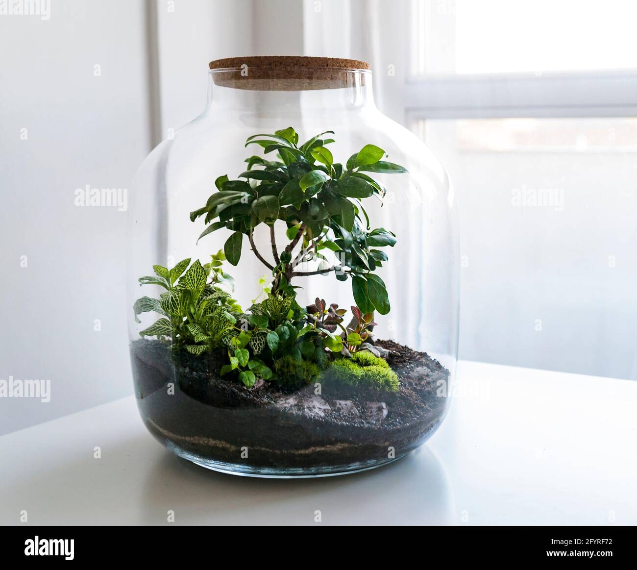 Pequeñas plantas decoradoras en botella de vidrio, botella de terrario de  jardín, bosque en tarro. Tarro de terrario con pedazo de bosque con  ecosistema propio Fotografía de stock - Alamy