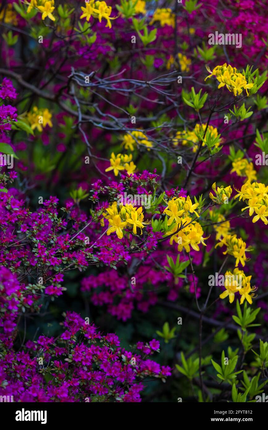 un primer plano de hermosas flores violeta y amarilla de azalea Fotografía  de stock - Alamy