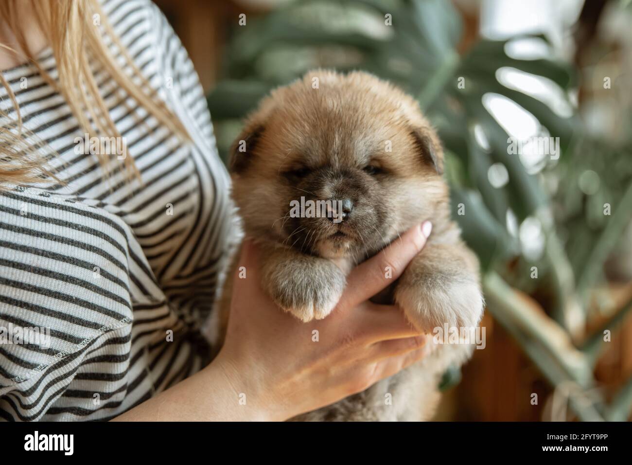 La Chica Esta Sosteniendo Un Pequeno Cachorro Recien Nacido Esponjoso En Sus Brazos Fotografia De Stock Alamy La Chica Esta Sosteniendo Un Pequeno Cachorro Recien Nacido Esponjoso En Sus Brazos Fotografia De Stock Alamy