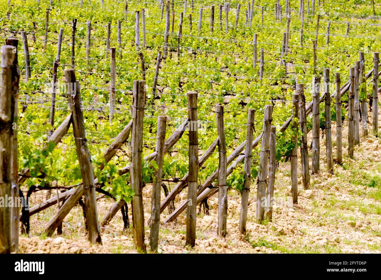 Vigneti en Toscana Foto de stock