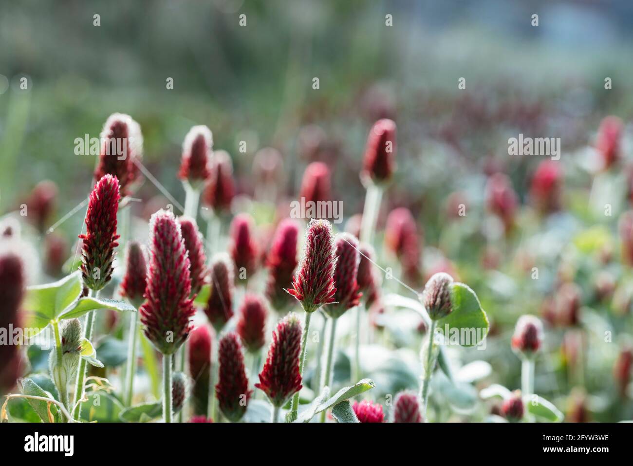 Trébol carmesí con flores (Trifolium incarnatum) como cultivo de cobertura y estiércol verde. Foto de stock