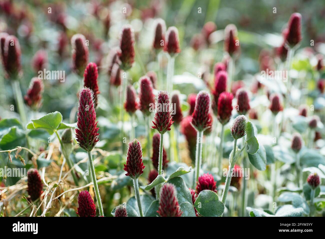 Trébol carmesí con flores (Trifolium incarnatum) como cultivo de cobertura y estiércol verde. Foto de stock