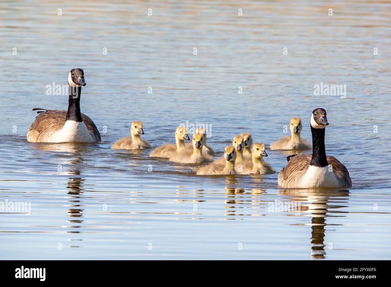 Un par de gansos de Canadá con sus goslings nadando encendido un lago Foto de stock