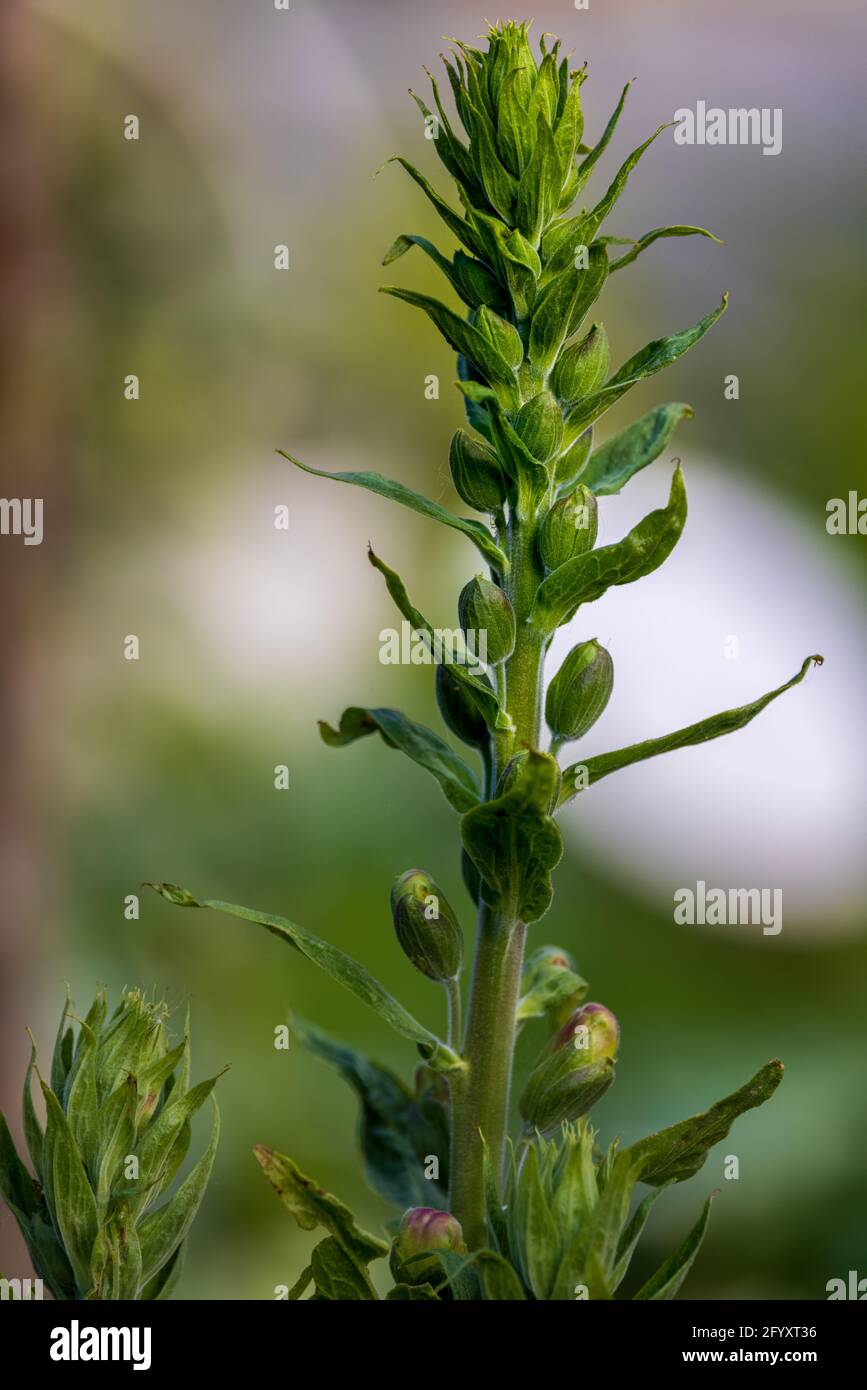Crecimiento emergente en primavera de la flor común de Foxglove (digitalis purpurea) Foto de stock